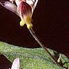 Tricyrtis 'Tojen', flowers