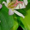 Tricyrtis 'Tojen', flowers