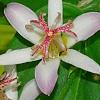 Tricyrtis 'Tojen', flowers