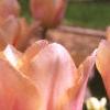 Tulipa 'Apricot Beauty', habit