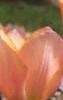 Tulipa 'Apricot Beauty', habit