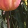 Tulipa 'Apricot Beauty', habit