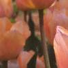 Tulipa 'Apricot Beauty', habit