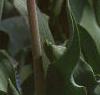 Tulipa 'Apricot Beauty', habit
