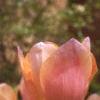 Tulipa 'Apricot Beauty', habit