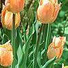 Tulipa 'Apricot Beauty', habit