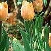 Tulipa 'Apricot Beauty', habit