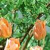 Tulipa 'Apricot Beauty', habit