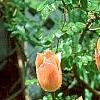 Tulipa 'Apricot Beauty', habit