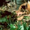 Tulipa 'Apricot Beauty', habit