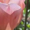 Tulipa 'Apricot Beauty', flowers