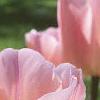 Tulipa 'Apricot Beauty', flowers