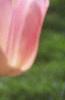 Tulipa 'Apricot Beauty', flowers
