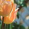 Tulipa 'Apricot Beauty', flowers