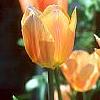 Tulipa 'Apricot Beauty', flowers