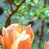 Tulipa 'Apricot Beauty', flowers