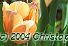 Tulipa 'Apricot Beauty', flowers