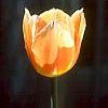 Tulipa 'Apricot Beauty', flowers
