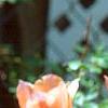 Tulipa 'Apricot Beauty', flowers