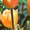 Tulipa 'Apricot Beauty', flowers