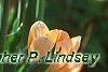 Tulipa 'Apricot Beauty', flowers