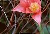 Tulipa 'Ballade', habit