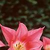 Tulipa 'Ballade', habit