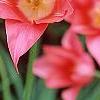 Tulipa 'Ballade', flowers