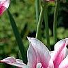 Tulipa 'Ballade', flowers