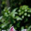 Tulipa 'Ballade', flowers