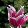 Tulipa 'Ballade', flowers