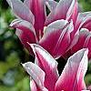 Tulipa 'Ballade', flowers
