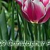Tulipa 'Ballade', flowers