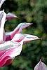 Tulipa 'Ballade', flowers