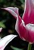 Tulipa 'Ballade', flowers