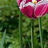 Tulipa 'Ballade', flowers