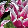 Tulipa 'Ballade', flowers