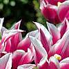 Tulipa 'Ballade', flowers