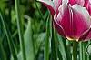 Tulipa 'Ballade', flowers