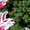 Tulipa 'Ballade', flowers
