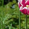 Tulipa 'Ballade', flowers