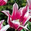 Tulipa 'Ballade', flowers