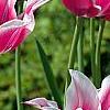 Tulipa 'Ballade', flowers