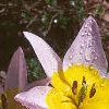 Tulipa saxatilis subsp. bakeri 'Lilac Wonder', habit