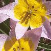 Tulipa saxatilis subsp. bakeri 'Lilac Wonder', habit