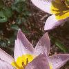 Tulipa saxatilis subsp. bakeri 'Lilac Wonder', habit