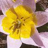 Tulipa saxatilis subsp. bakeri 'Lilac Wonder', habit