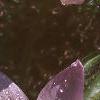 Tulipa saxatilis subsp. bakeri 'Lilac Wonder', flowers