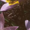 Tulipa saxatilis subsp. bakeri 'Lilac Wonder', flowers