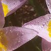 Tulipa saxatilis subsp. bakeri 'Lilac Wonder', flowers